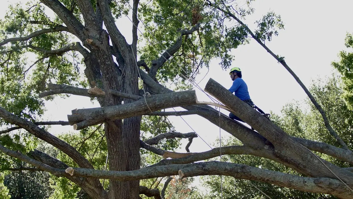 Professional Hazardous Tree Removal performed by certified arborists in Homer