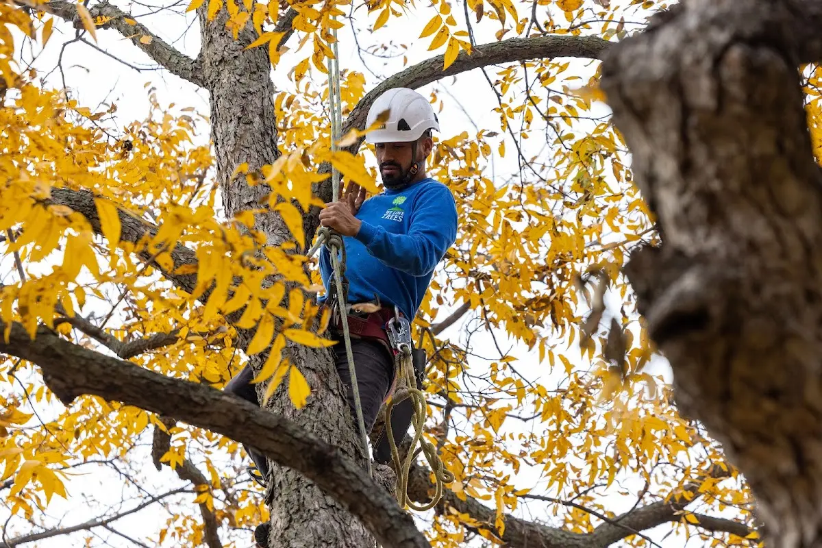 Skilled Storm Damage Cleanup crew working in Homer